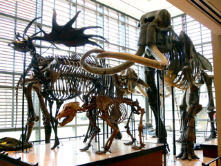 Amherst College Museum of Natural History